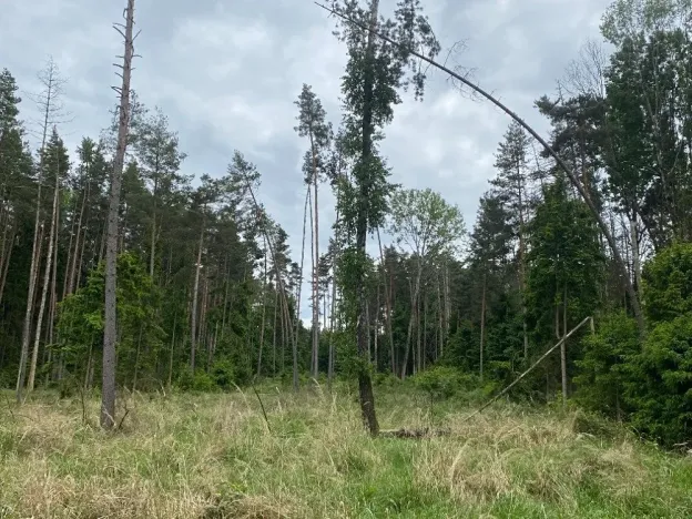 Dražba lesa, Blížejov, 3197 m2