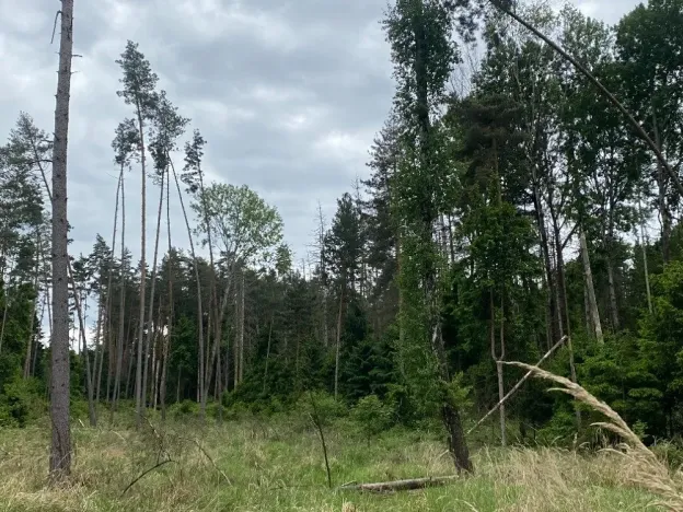 Dražba lesa, Blížejov, 3197 m2