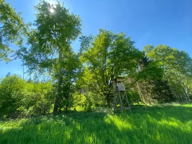 Dražba lesa, Kropáčova Vrutice, 15167 m2