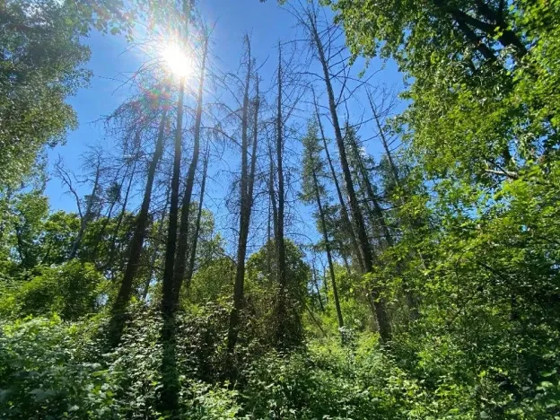 Dražba lesa, Kropáčova Vrutice, 15167 m2