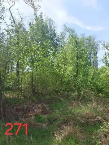 Prodej lesa, Zachotín, 792 m2