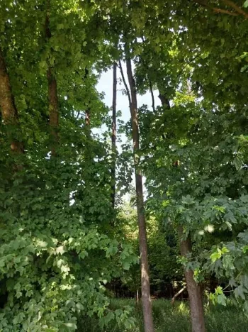 Prodej lesa, Žirovnice, 7361 m2