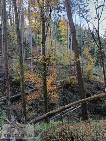 Prodej lesa, Horní Loučky, 11258 m2