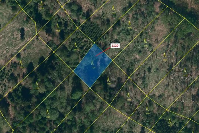 Dražba lesa, Náměšť nad Oslavou, 931 m2