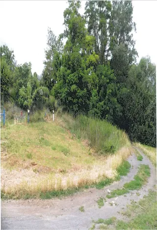 Prodej lesa, Dolní Věstonice, 1179 m2