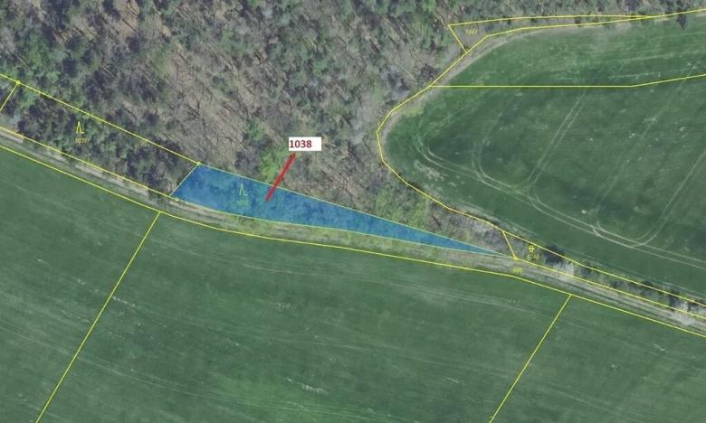 Dražba lesa, Nové Dvory, 953 m2