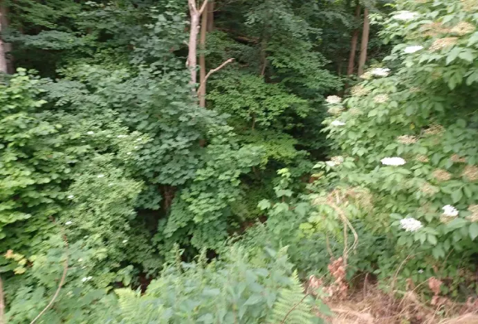 Dražba pozemku, Děčín, 2255 m2