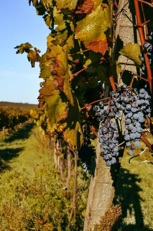 Prodej sadu/vinice, Tasovice, 13099 m2