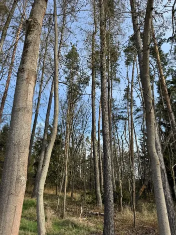 Prodej lesa, Louňovice pod Blaníkem, 4560 m2