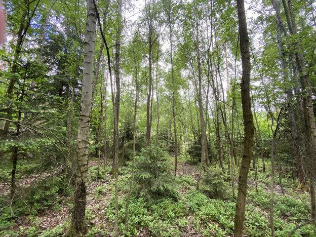 Prodej lesa, Blížejov - Lštění, 4152 m2