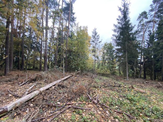 Prodej lesa, Srbice - Těšovice, 3279 m2