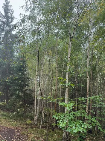 Prodej lesa, Zábrdí, 9676 m2