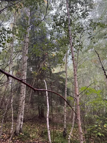 Prodej lesa, Zábrdí, 9676 m2