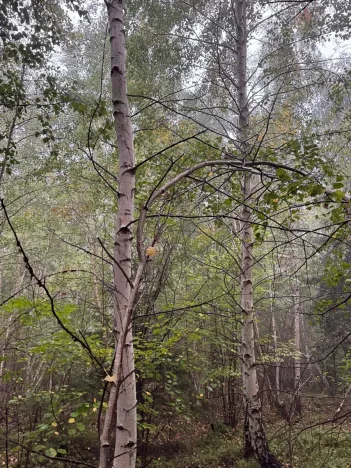 Prodej lesa, Zábrdí, 9676 m2