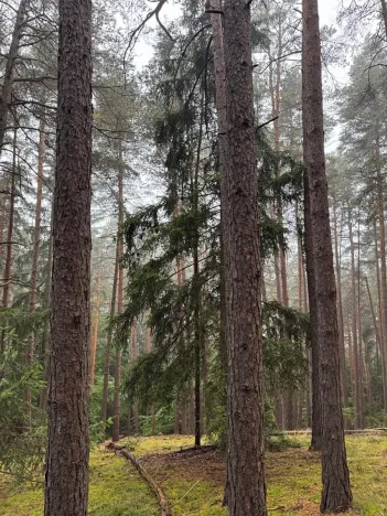 Prodej lesa, Zábrdí, 9676 m2