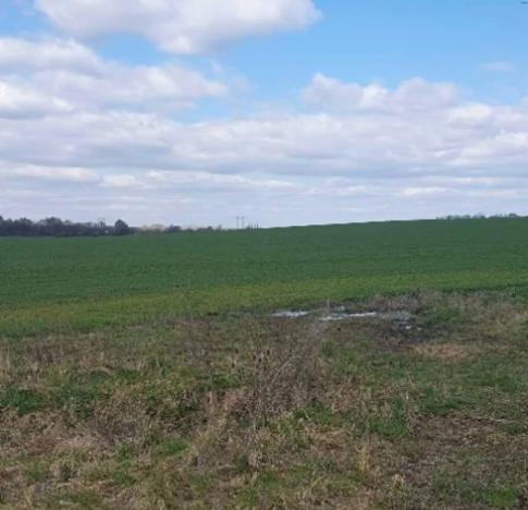 Dražba zahrady, Plzeň, 7558 m2