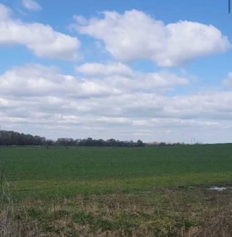 Dražba zahrady, Plzeň, 7558 m2