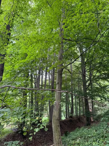 Prodej podílu lesa, Staříč, 16254 m2