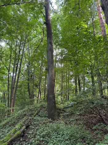 Prodej podílu lesa, Staříč, 16254 m2