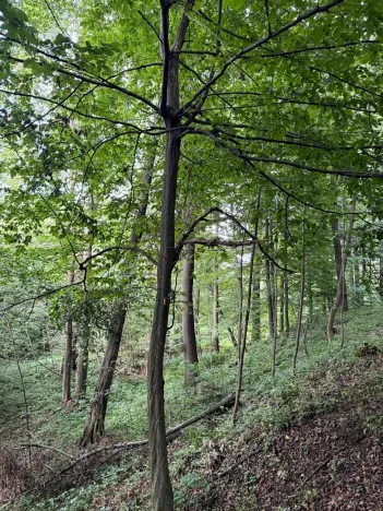 Prodej podílu lesa, Staříč, 16254 m2