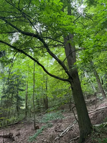 Prodej lesa, Radimovice, 7734 m2