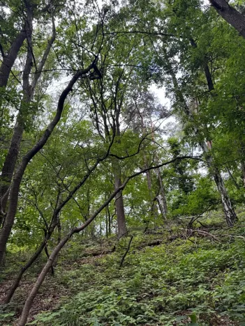 Prodej lesa, Radimovice, 7734 m2