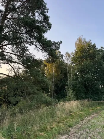 Prodej lesa, Horní Bukovina, 2690 m2