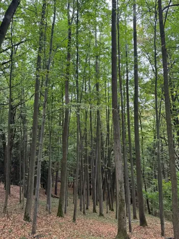 Prodej lesa, Nové Hrady, 5524 m2