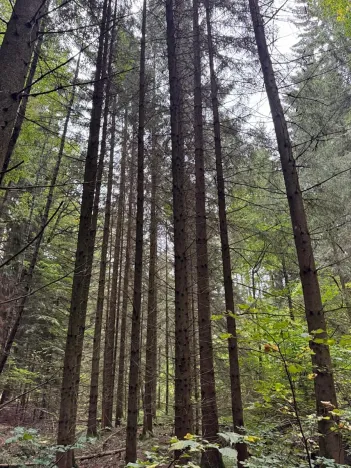 Prodej lesa, Nové Hrady, 5524 m2