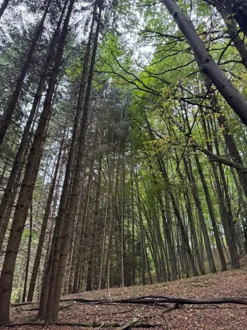 Prodej lesa, Nové Hrady, 5524 m2