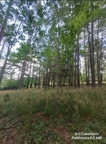 Prodej lesa, Pelhřimov, 1759 m2
