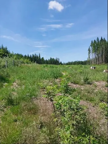 Prodej lesa, Častrov, 5341 m2