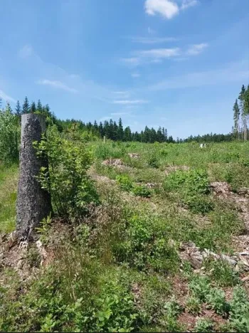 Prodej lesa, Častrov, 5341 m2