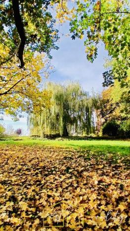 Prodej vícegeneračního domu, Třebušín, 750 m2