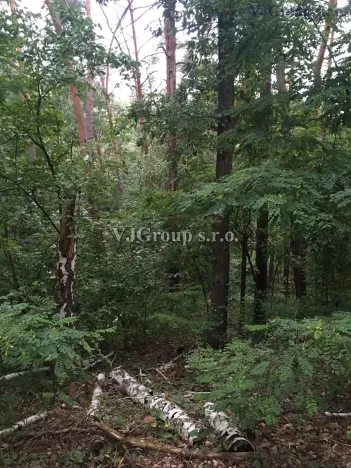 Prodej lesa, Bradlec, 4578 m2