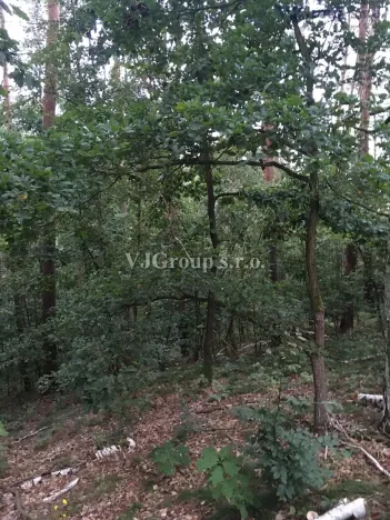 Prodej lesa, Bradlec, 4578 m2