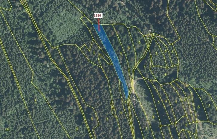 Dražba lesa, Lačnov, 2442 m2