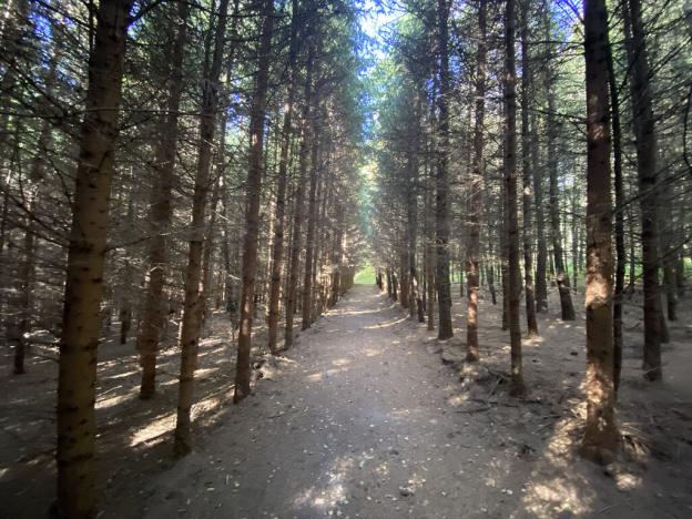 Prodej lesa, Lánov - Horní Lánov, 15996 m2