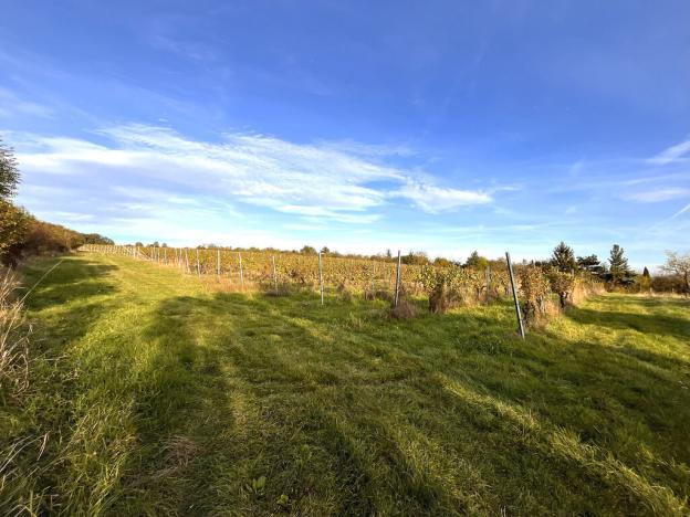 Prodej pozemku, Uherské Hradiště, Vinohradská, 2877 m2