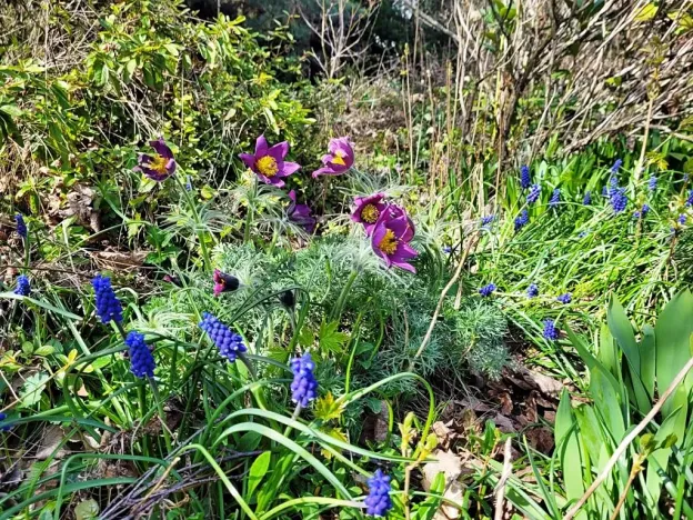 Prodej zahrady, Stříbro, Přemyslova, 1007 m2