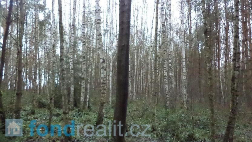 Prodej lesa, Myslkovice, 9683 m2