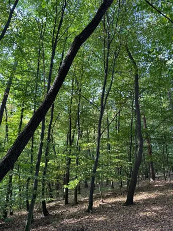 Prodej lesa, Háj ve Slezsku, 4689 m2