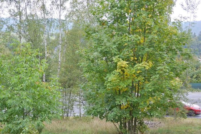 Prodej zahrady, Liberec, 1233 m2