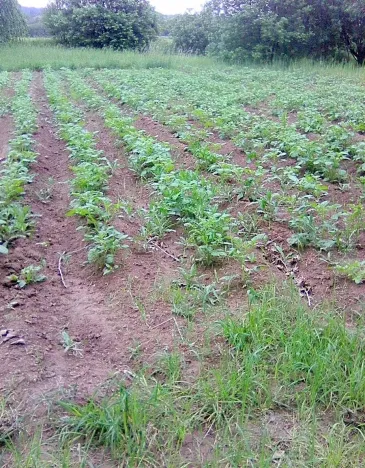 Prodej zahrady, Doubravčice, 7161 m2