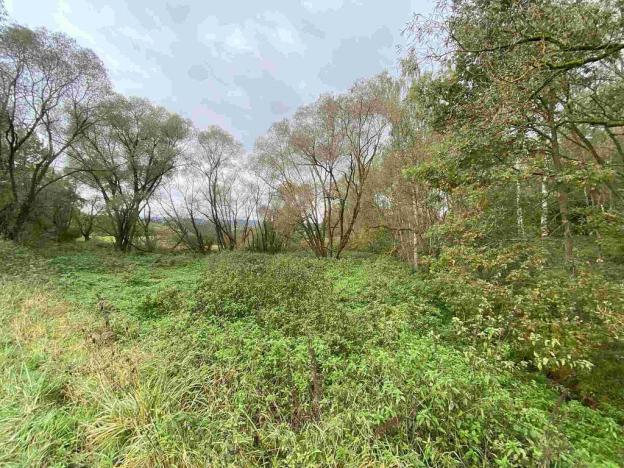 Prodej pozemku, Horní Dvořiště, 10042 m2