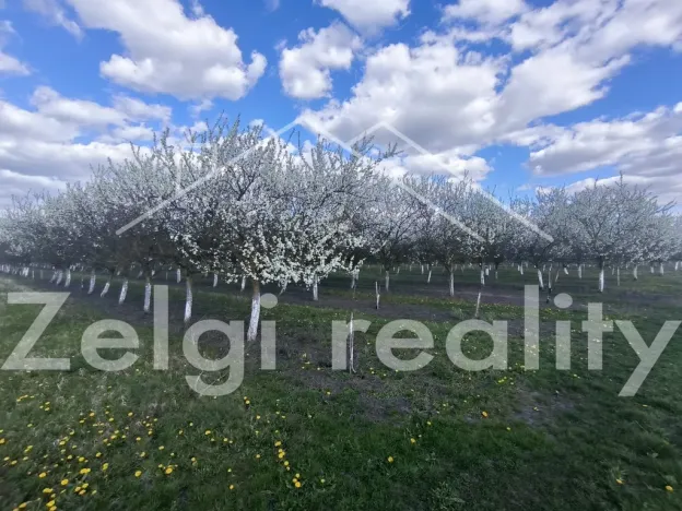 Prodej sadu/vinice, Rakvice, Horní, 210277 m2