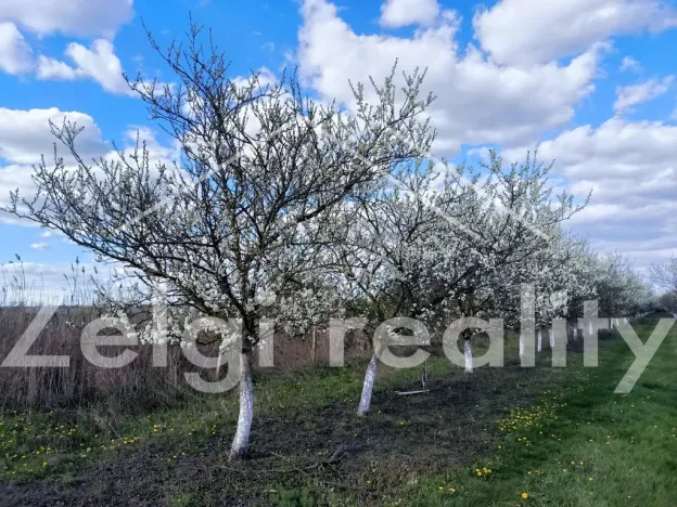 Prodej sadu/vinice, Rakvice, Horní, 210277 m2