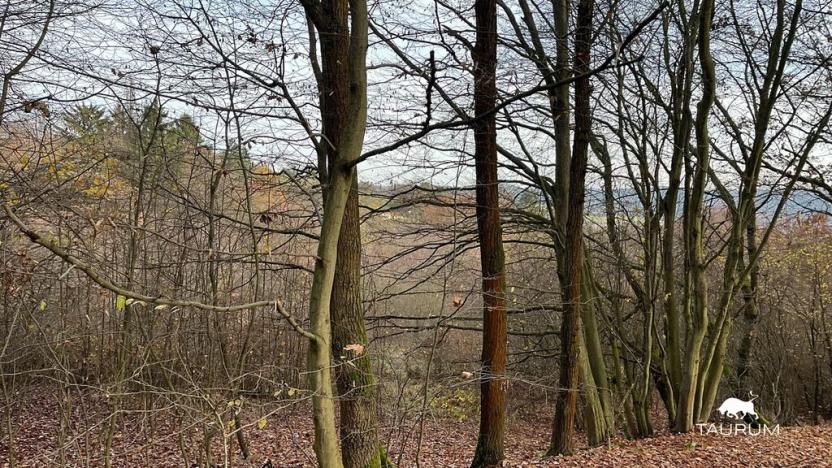 Prodej pozemku, Jílové u Prahy, 3438 m2