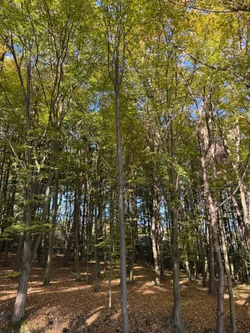 Prodej lesa, Mohelnice, 6148 m2