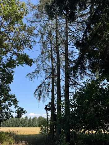 Prodej lesa, Bolehošť, 3558 m2